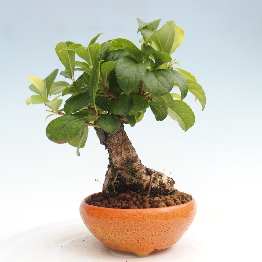 Venkovní bonsai - Celastrus  orbiculatus - Jesenec okrouhlolistý