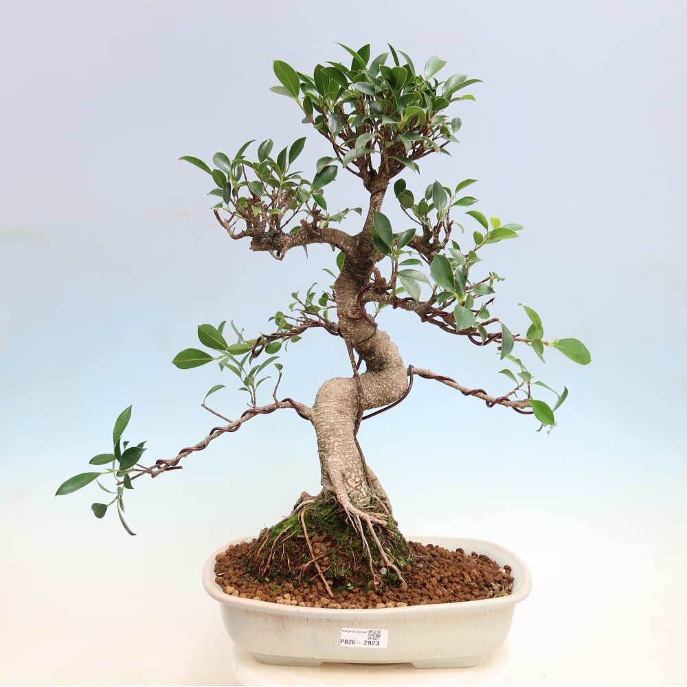 Pokojová bonsai - Ficus kimmen -  malolistý fíkus