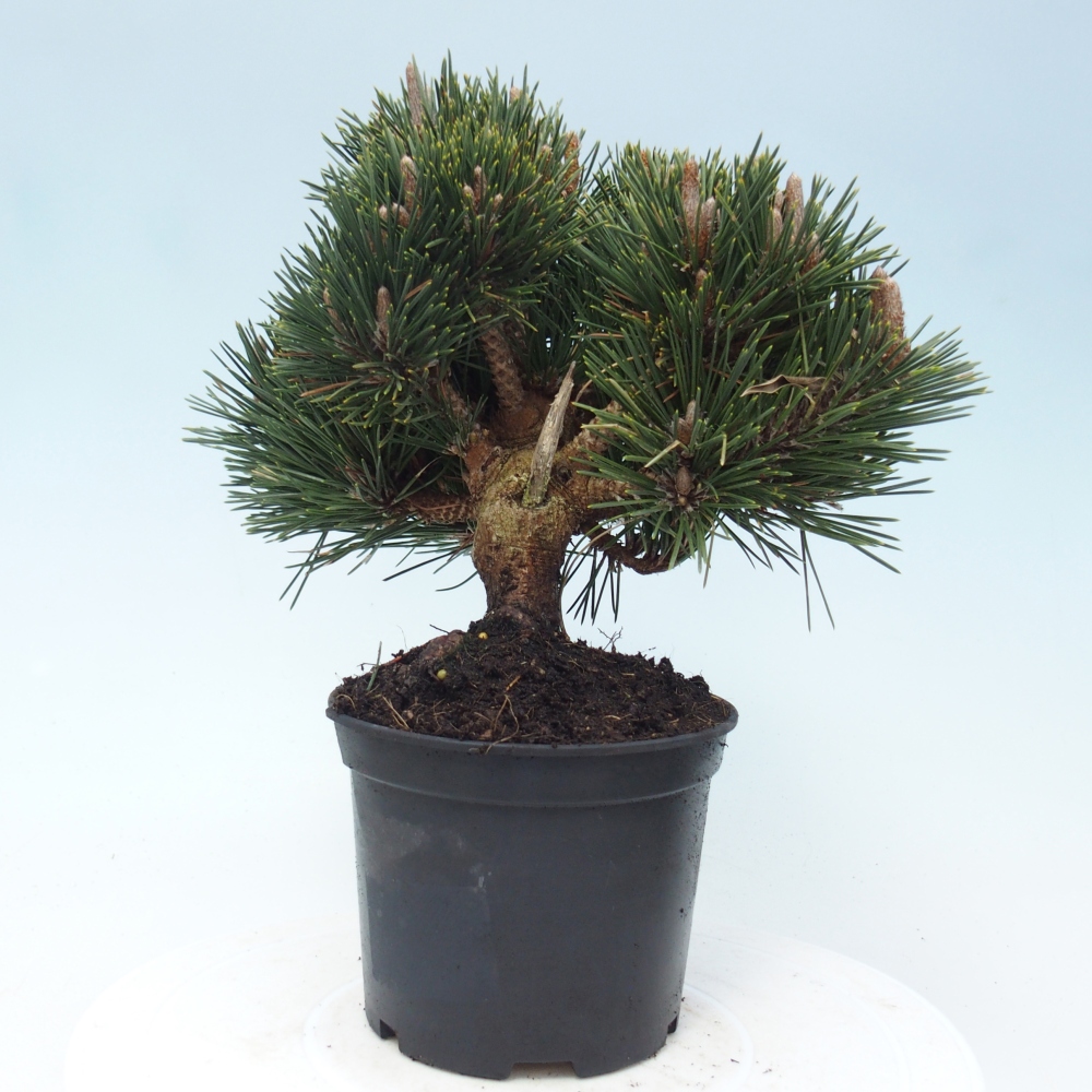 Venkovní bonsai - Pinus thunbergii senjyumaru - Borovice thunbergova
