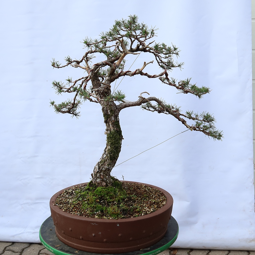 Pinus sylvestris Španělsko - borovice lesní