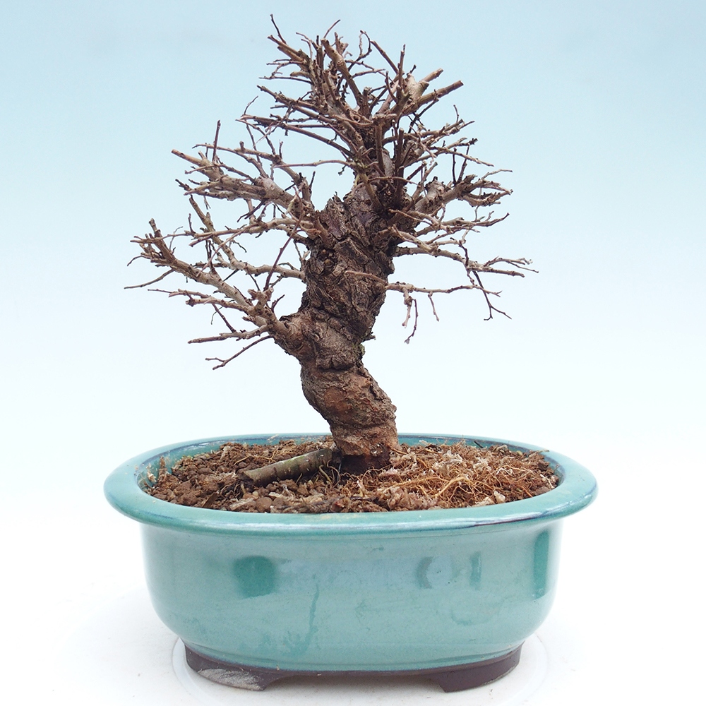 Venkovní bonsai - Zelkova - Zelkova NIRE
