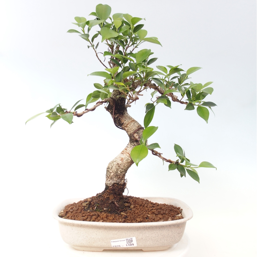 Pokojová bonsai - Ficus kimmen -  malolistý fíkus