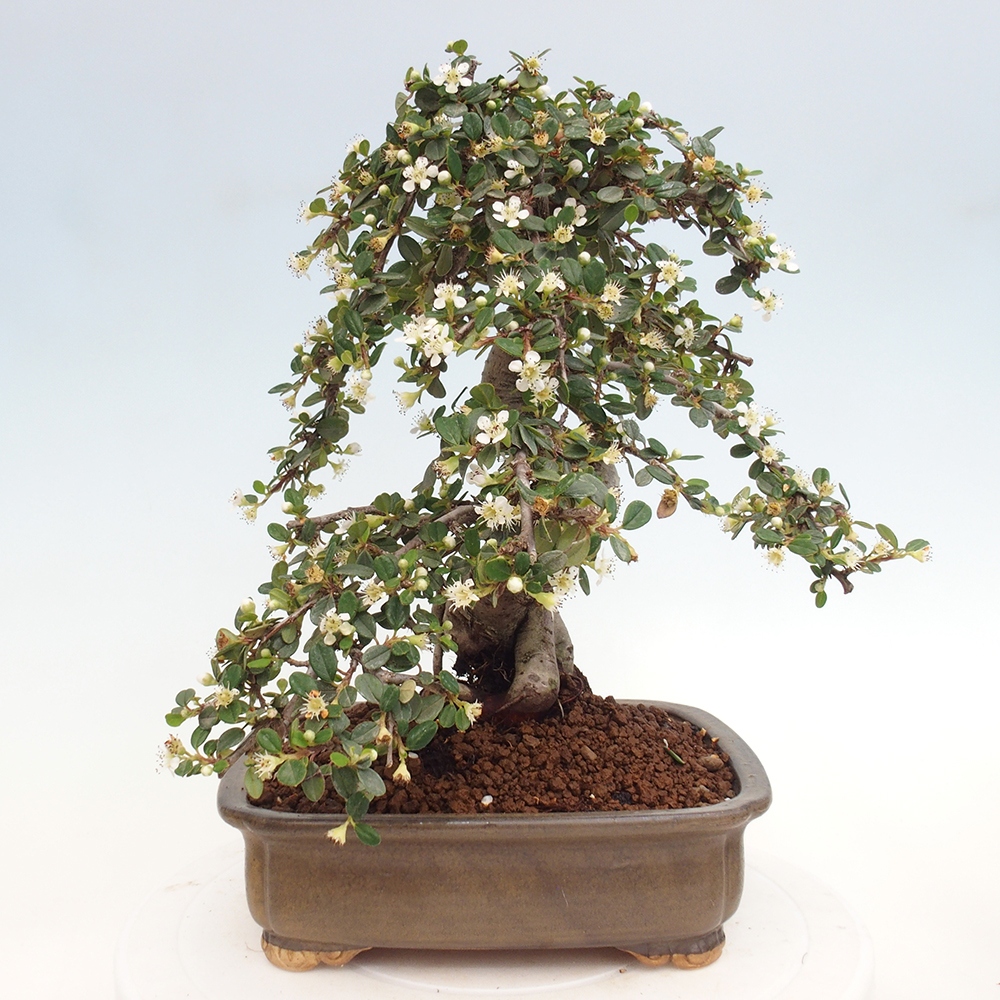 Venkovní bonsai-Cotoneaster dammeri - Skalník Damerův