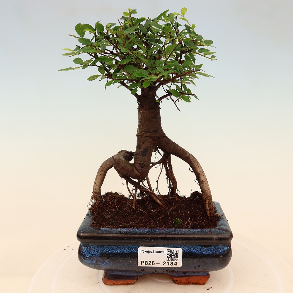 Pokojová bonsai - Ulmus parvifolia - Malolistý jilm