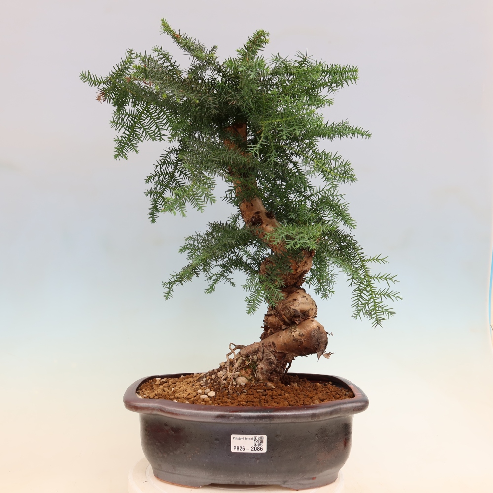 Pokojová bonsai - Araukarie - pokojový smrček
