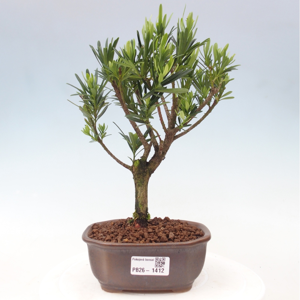 Pokojová bonsai - Podocarpus - Kamenný tis