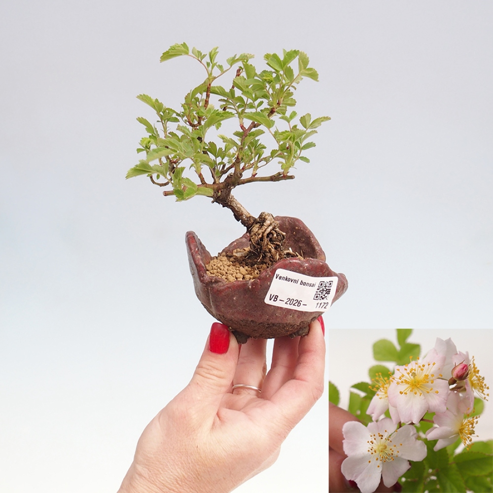 Venkovní bonsai - Rosa sp. - malokvětá růže