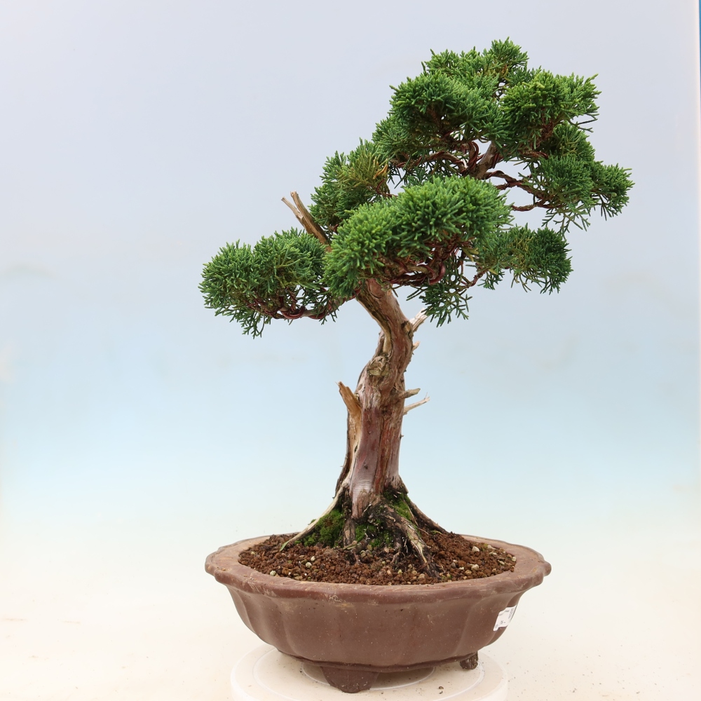 Venkovní bonsai - Juniperus chinensis Kishu -Jalovec čínský