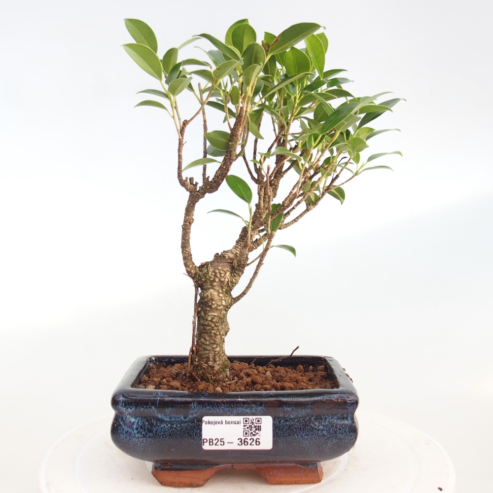 Pokojová bonsai - Ficus retusa -  malolistý fíkus