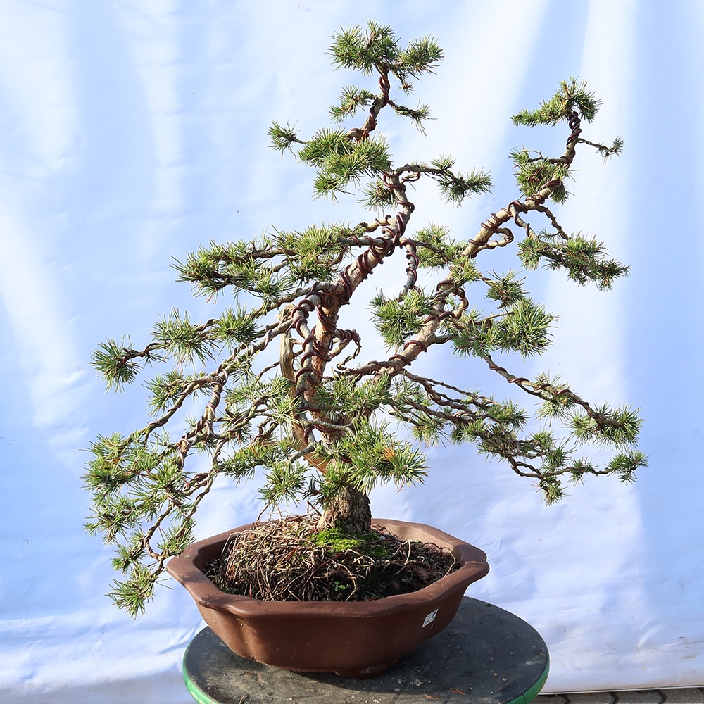 Pinus sylvestris Španělsko - borovice lesní