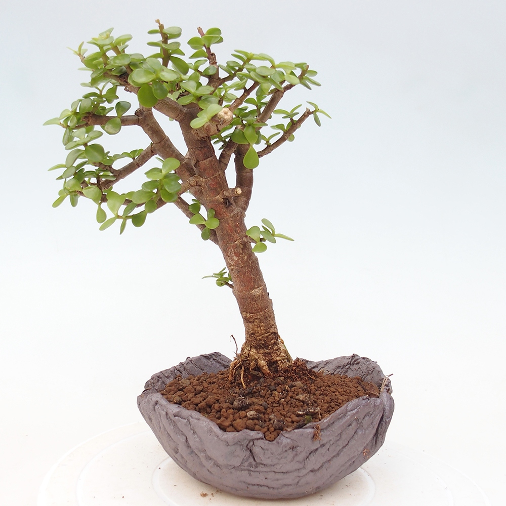 Pokojová bonsai - Portulakaria Afra - Tlustice