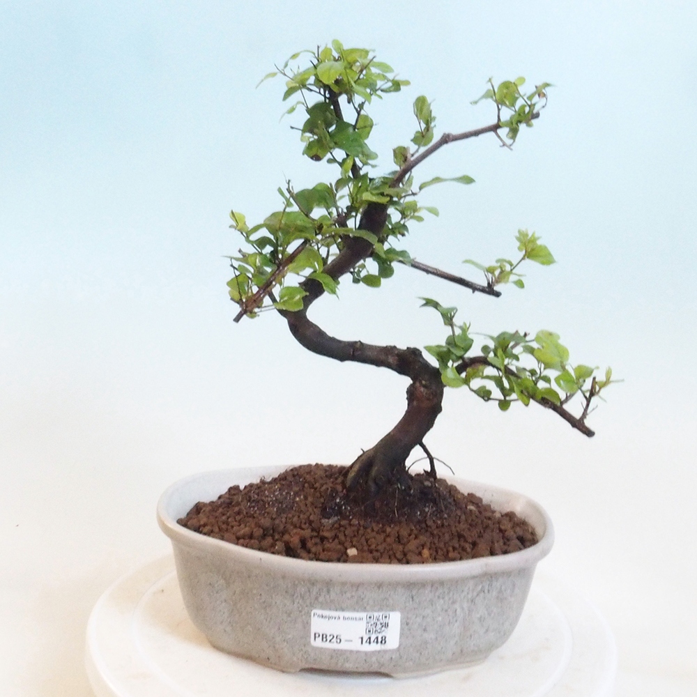Pokojová bonsai - Sagerécie thea - Sagerécie thea