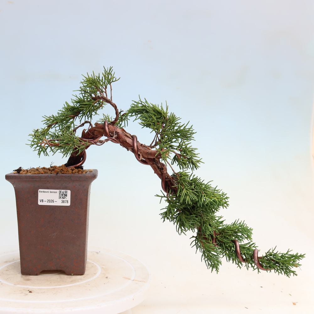 Venkovní bonsai - Juniperus chinensis Kishu -Jalovec čínský