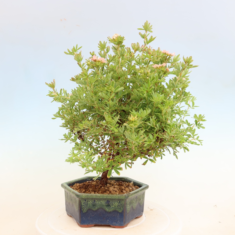 Venkovní bonsai-Mochna křovitá - Potentila fruticosa Bellissima