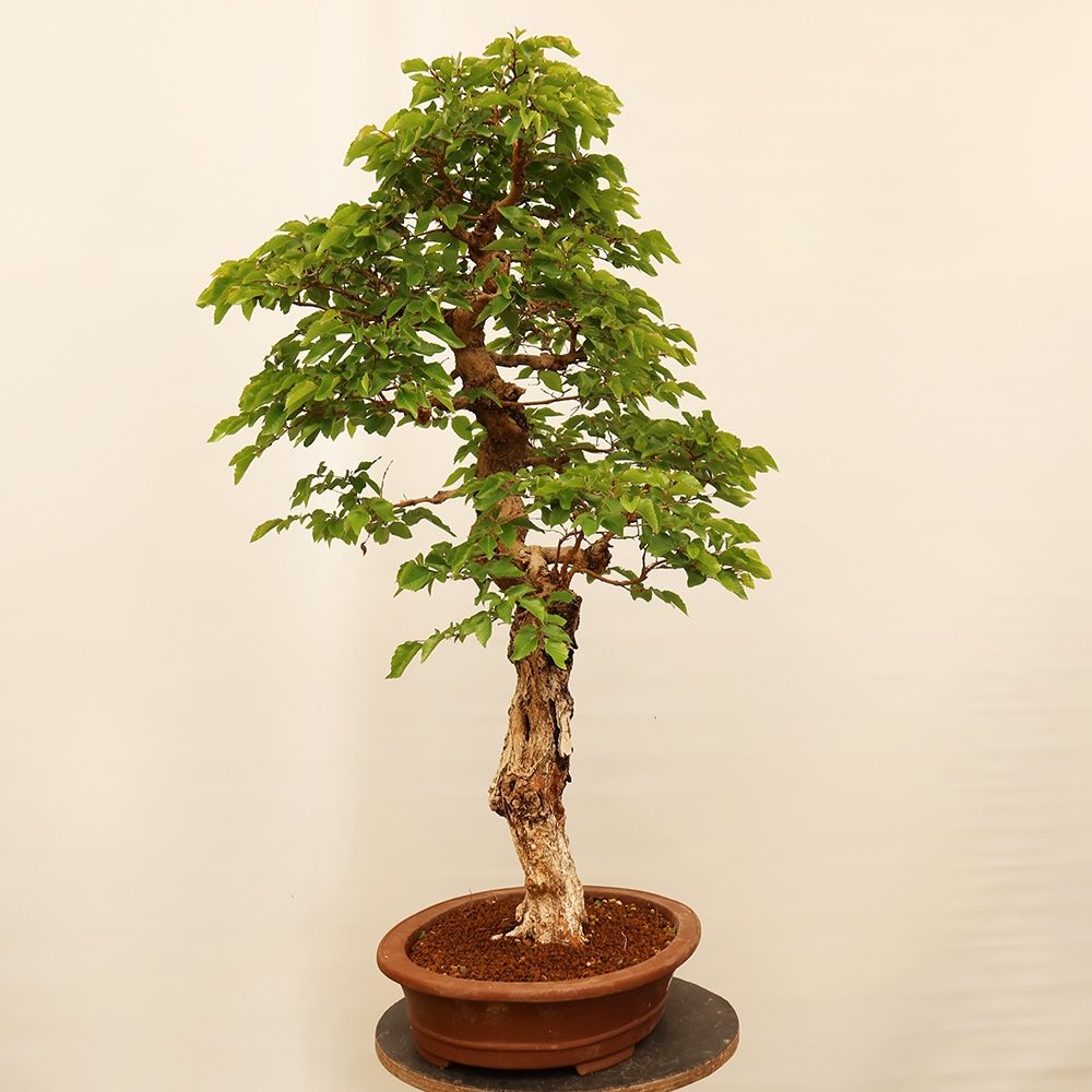 Venkovní bonsai -Carpinus Coreana - Habr korejský