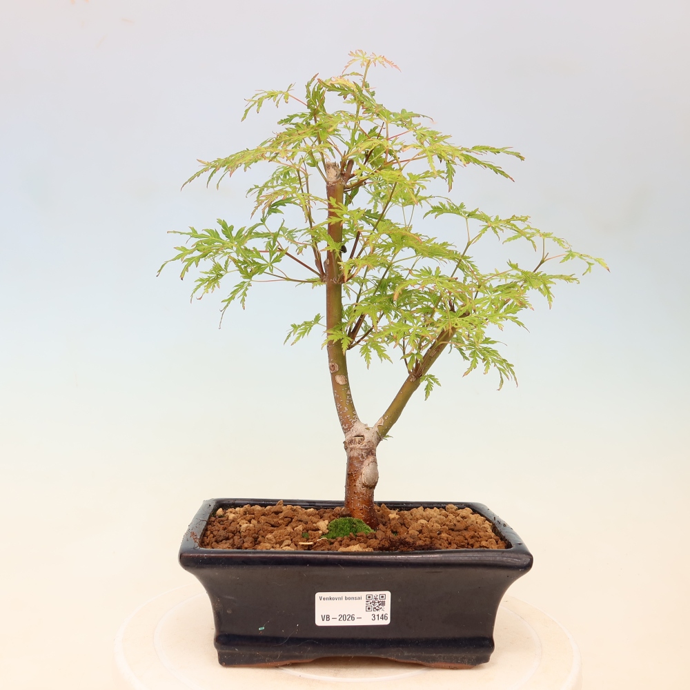 Venkovní bonsai - Acer palmatum Dissectum - Javor dlanitolistý 