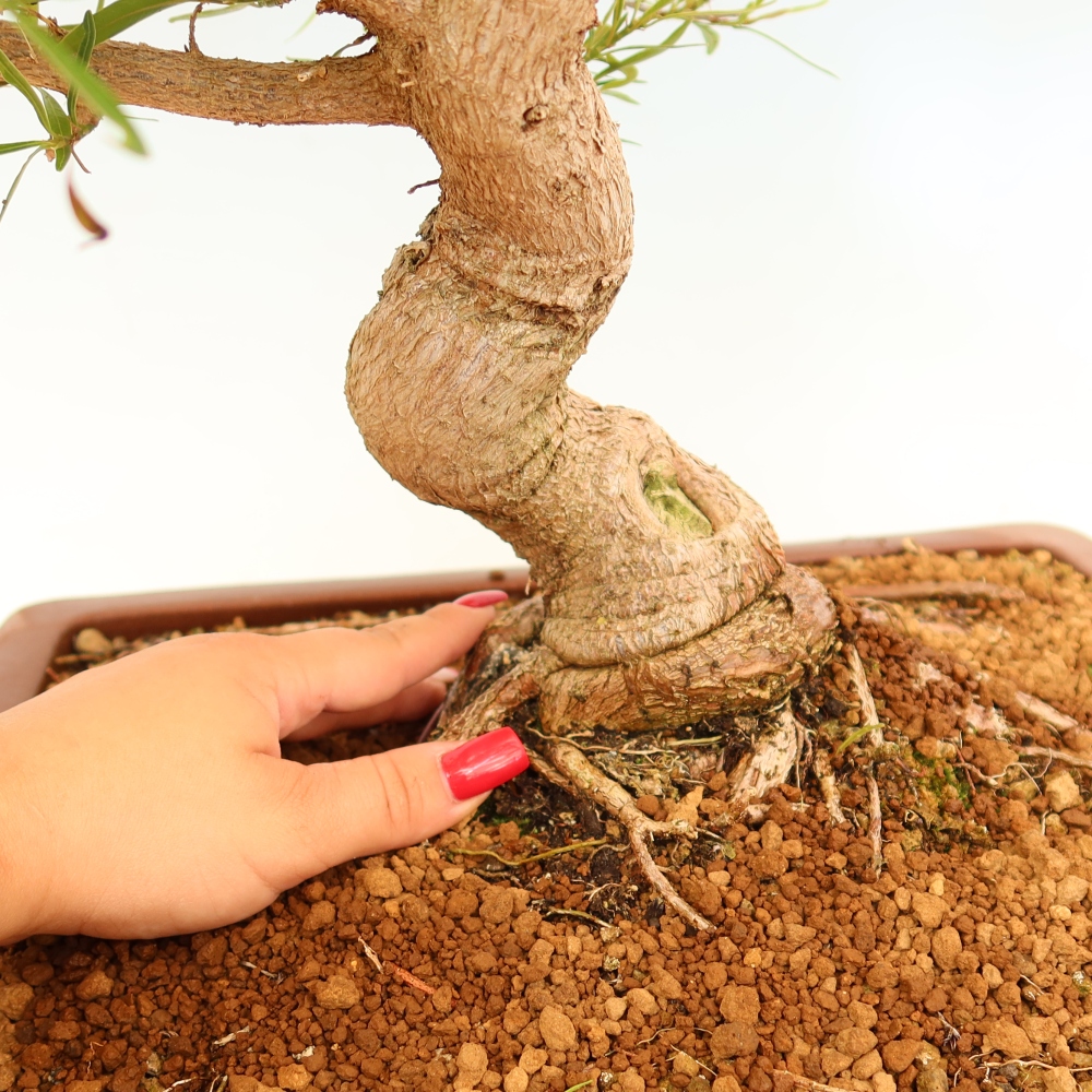 Pokojová bonsai - Ficus nerifolia -  malolistý fíkus