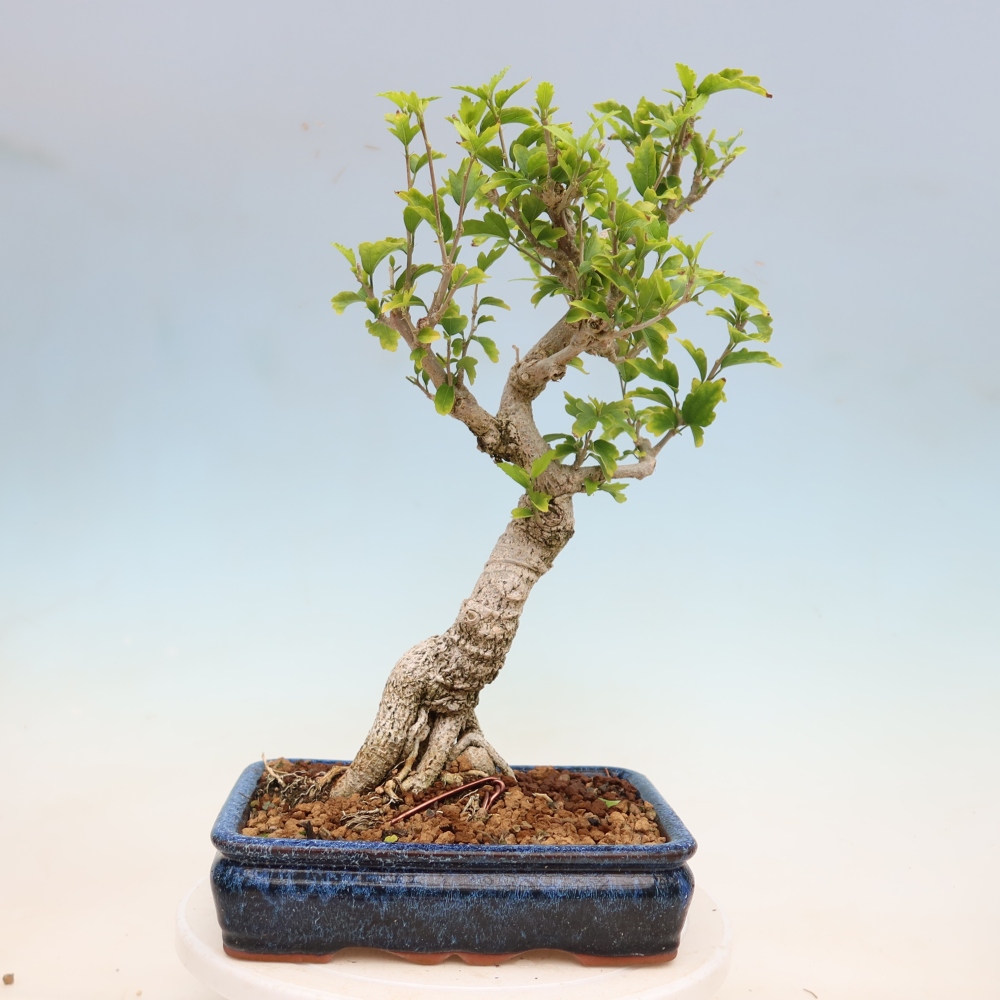 Venkovní bonsai - Hibiscus syriacus - Ibišek syrský