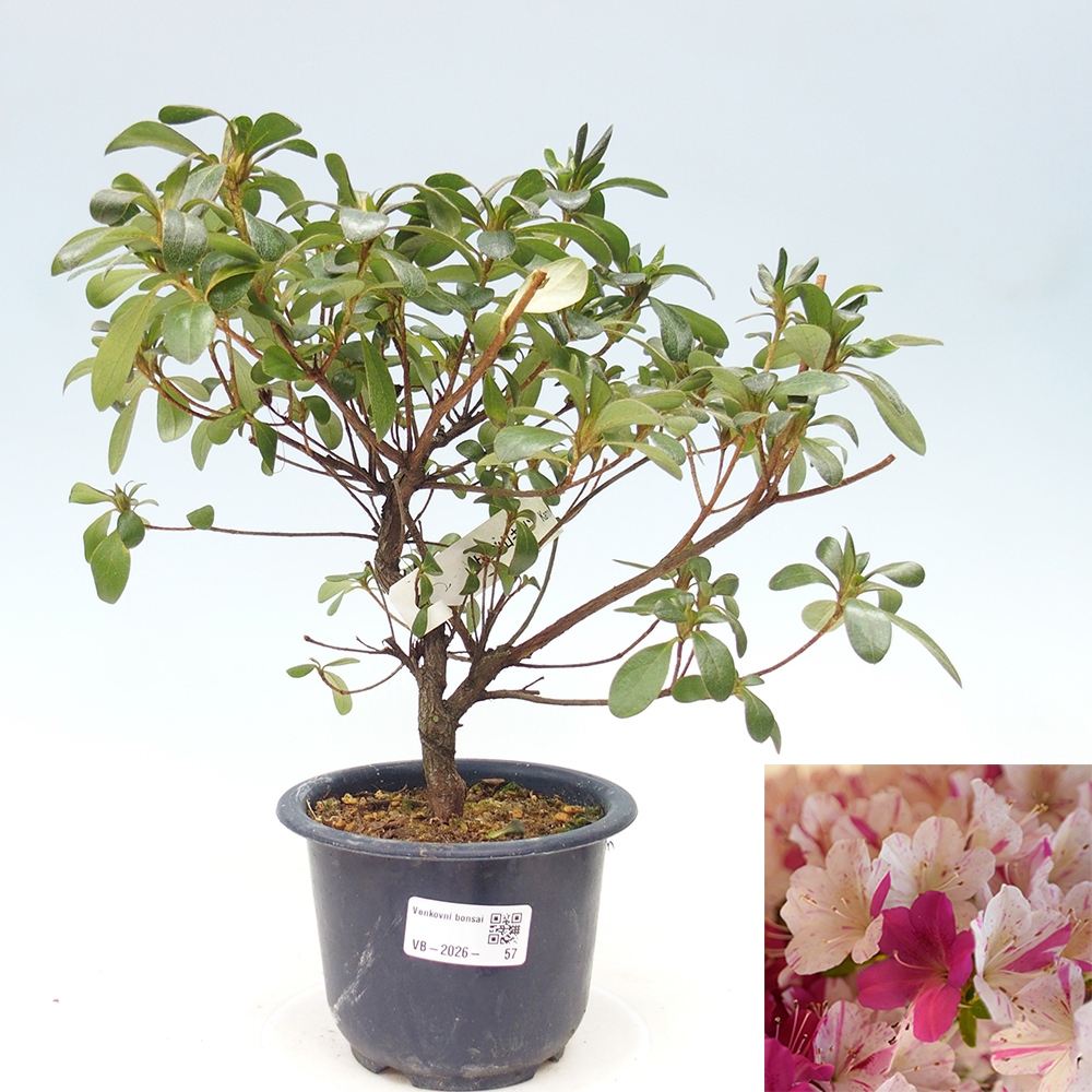 Venkovní bonsai - Japonská azalka - Azalea Kaminoyamakirin