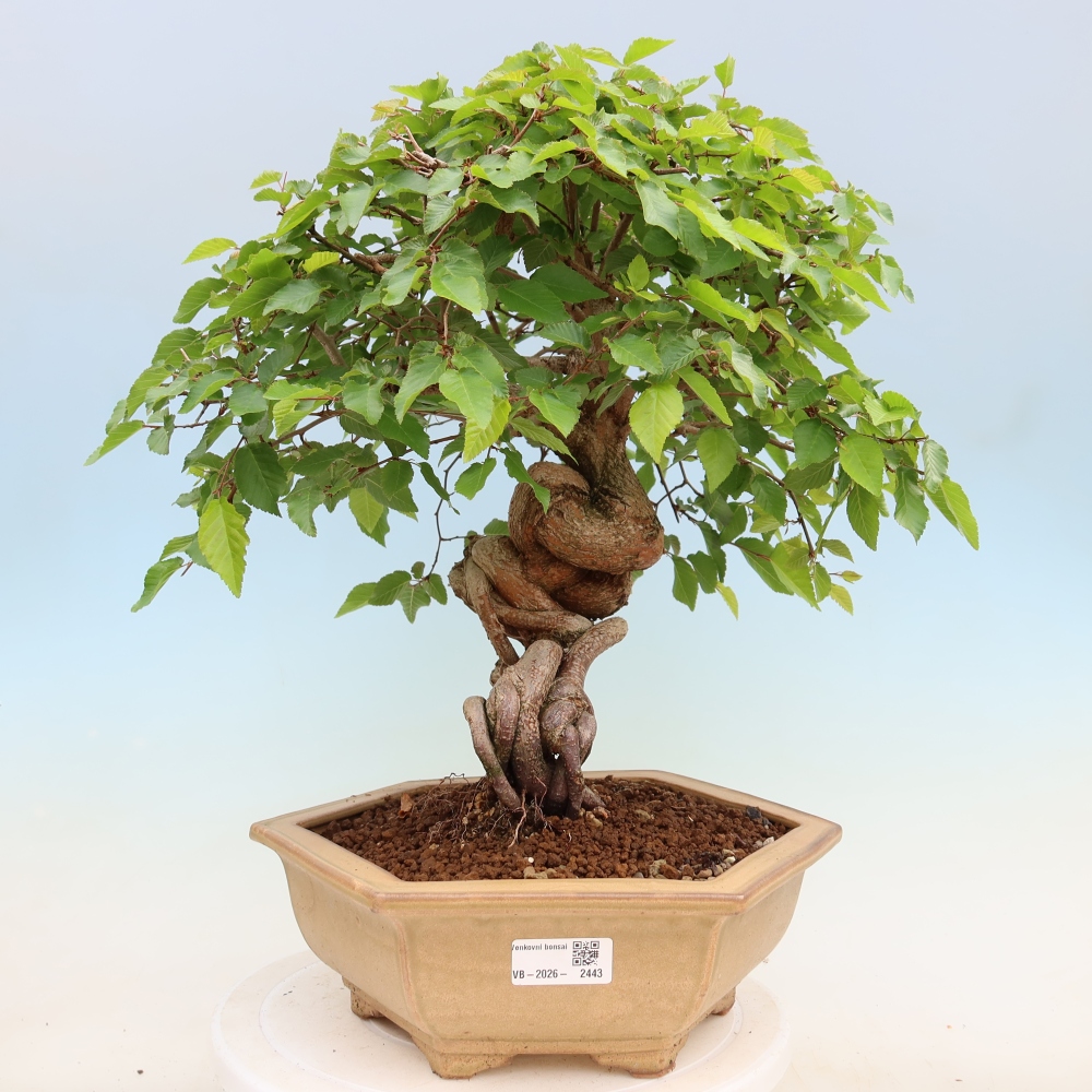 Venkovní bonsai -Carpinus Coreana - Habr korejský