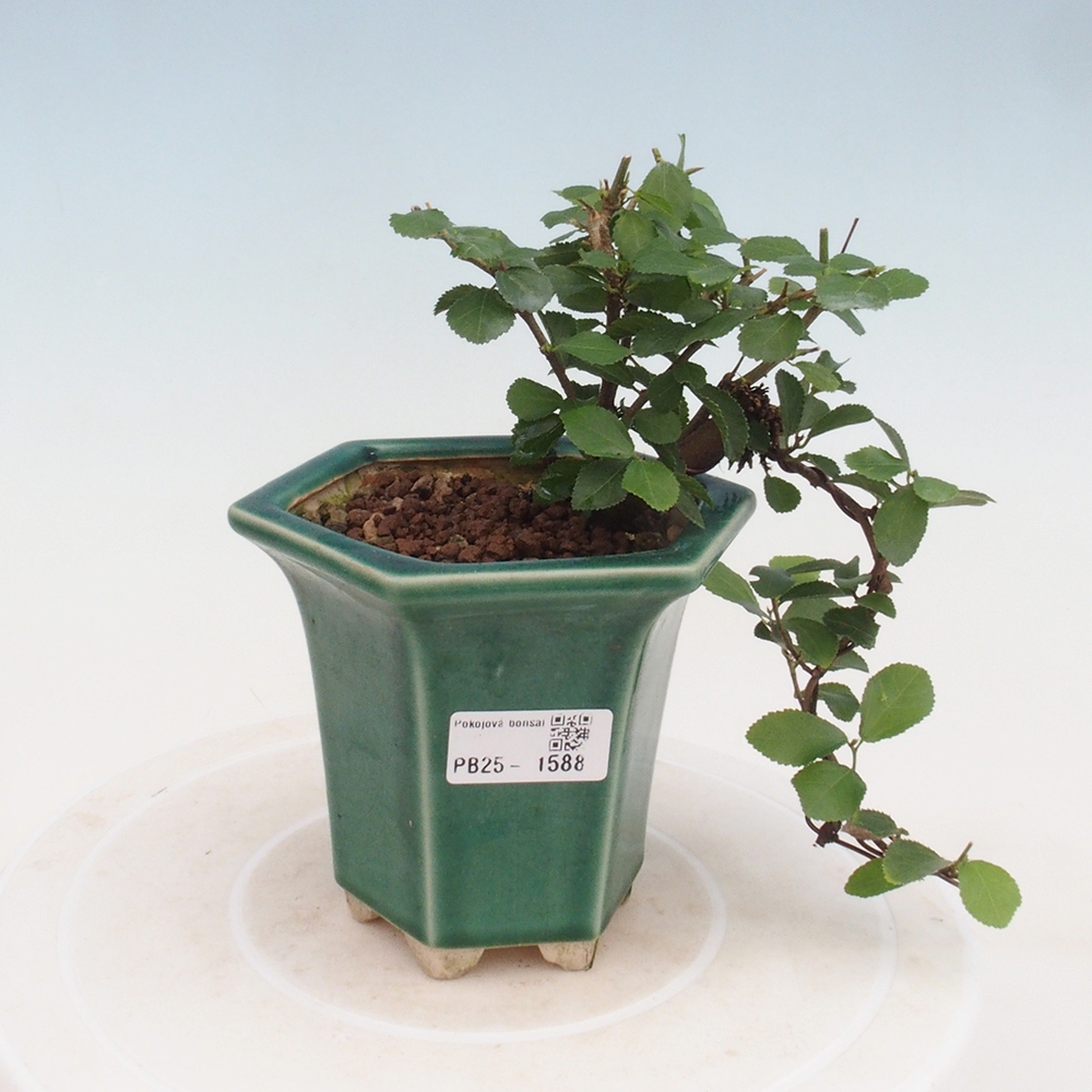 Pokojová bonsai - Grewia occidentalis - Hvězdice levandulová