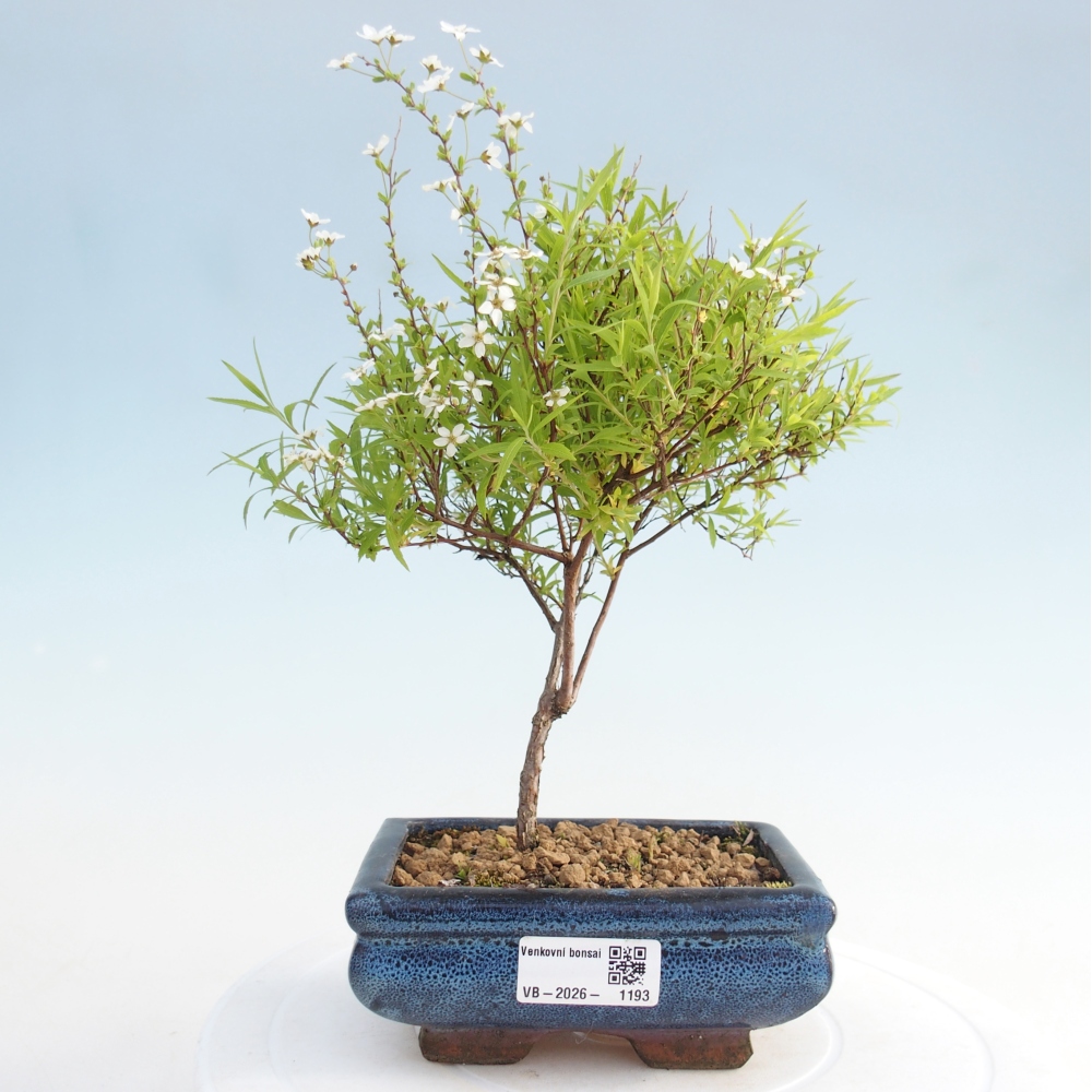 Venkovní bonsai -malolistý tavolník - Spirea japonica 