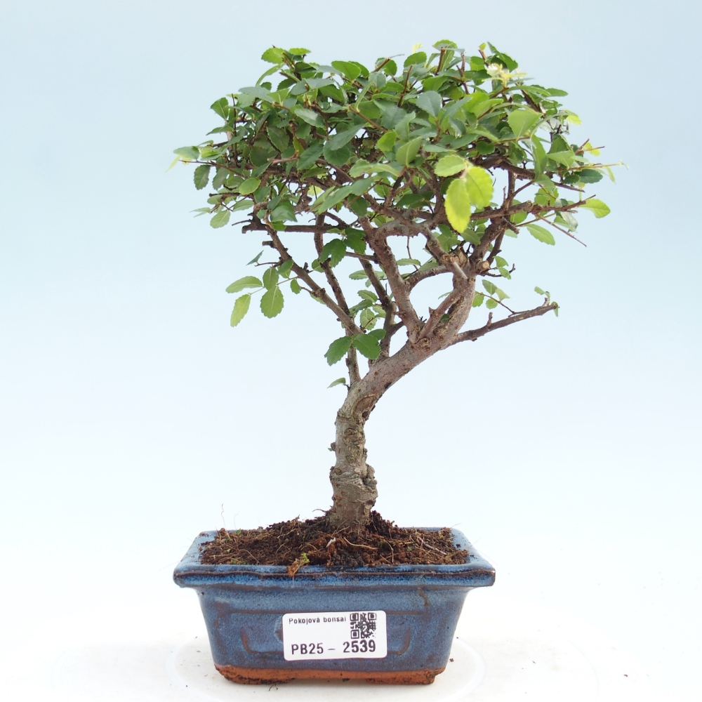 Pokojová bonsai - Ulmus parvifolia - Malolistý jilm