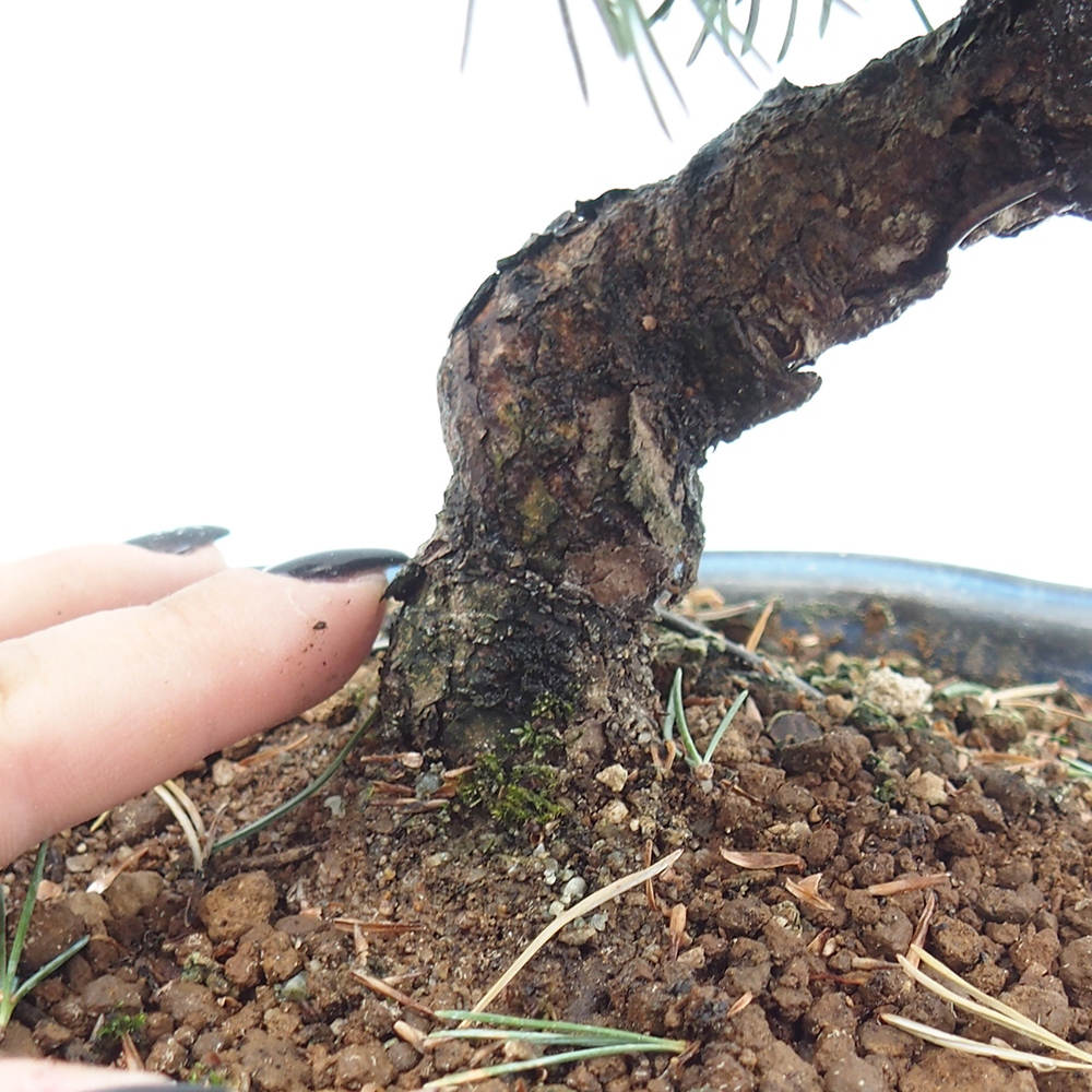 Venkovní bonsai - Pinus parviflora - Borovice drobnokvětá