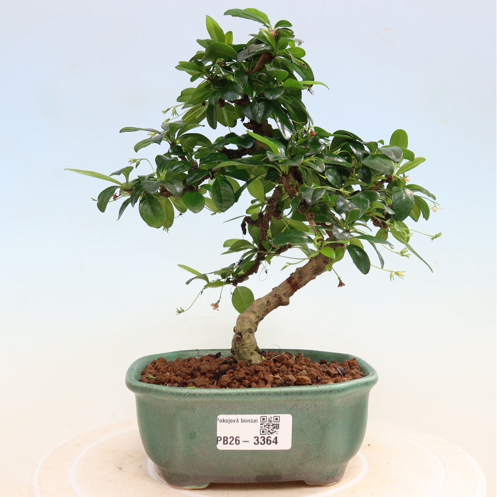 Pokojová bonsai - Carmona macrophylla - Čaj fuki