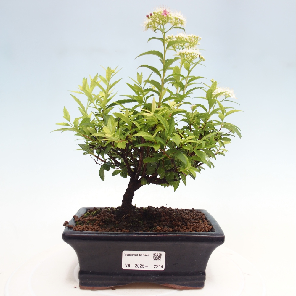 Venkovní bonsai -malolistý tavolník - Spirea japonica GENPSI