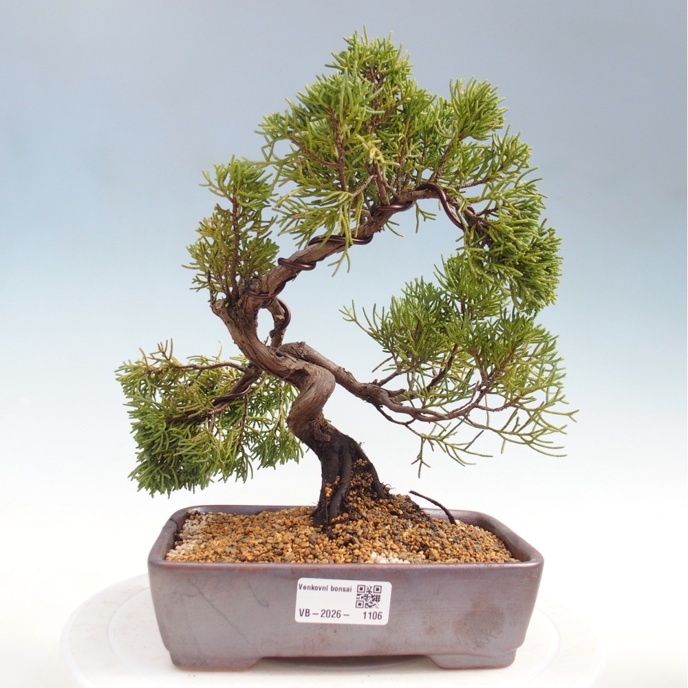 Venkovní bonsai - Juniperus chinensis Kishu -Jalovec čínský