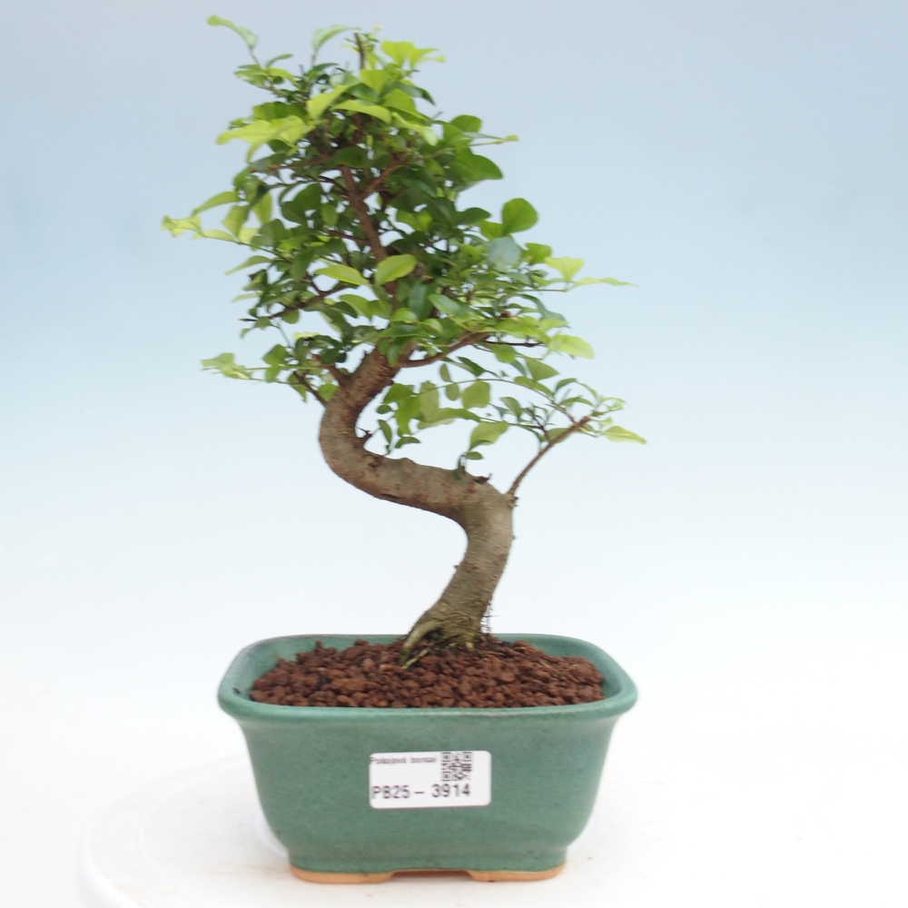 Pokojová bonsai -Ligustrum chinensis - Ptačí zob