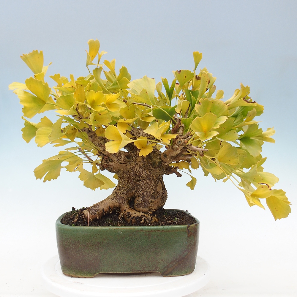 Venkovní bonsai - Jinan dvoulaločný - Ginkgo biloba