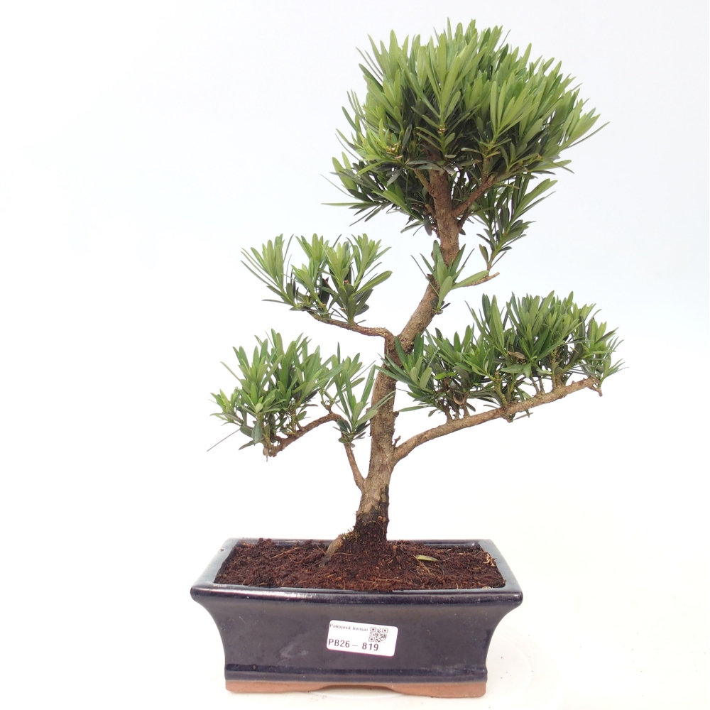 Pokojová bonsai - Podocarpus - Kamenný tis