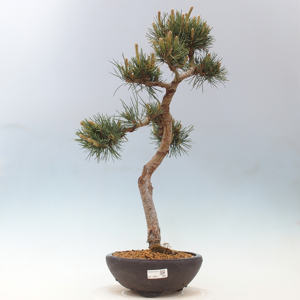 Venkovní bonsai - Pinus Sylvestris Watererri - Borovice lesní