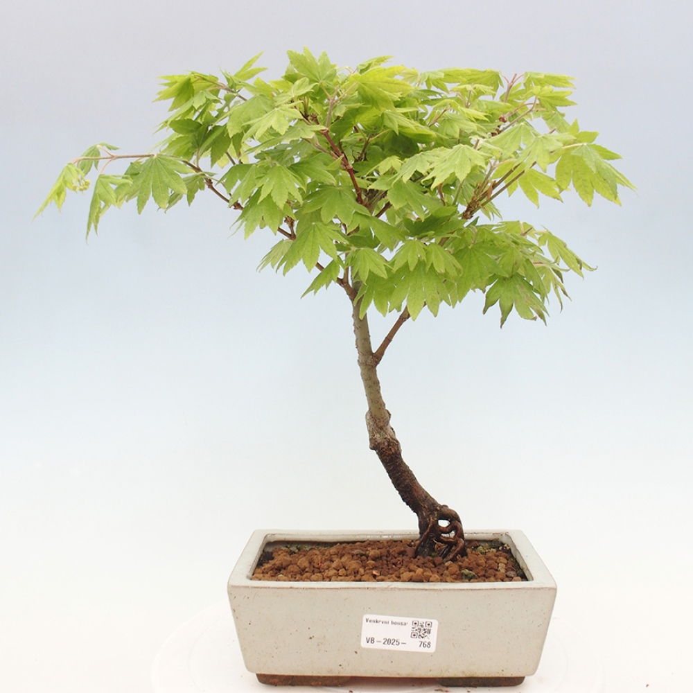 Venkovní bonsai - Javor palmatum katsura GISAN - Javor dlanitolistý
