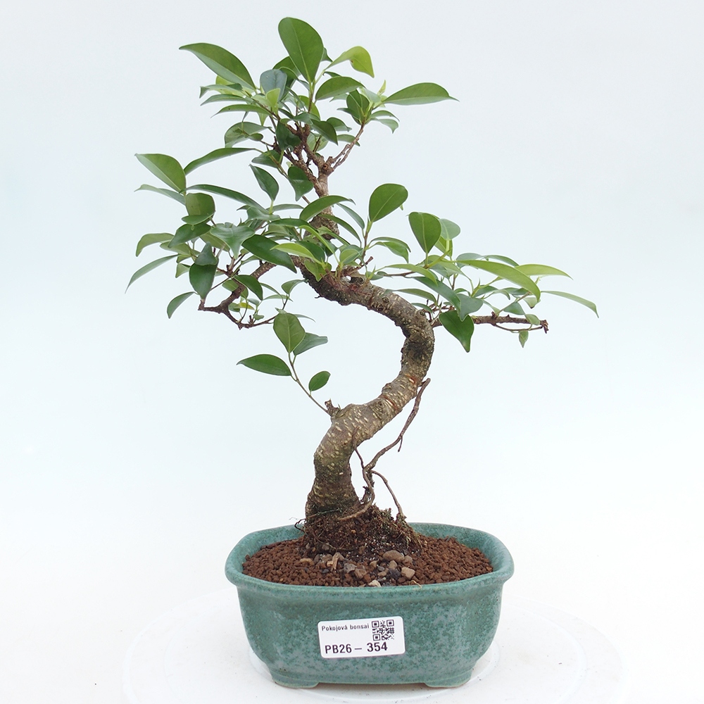 Pokojová bonsai - Ficus retusa -  malolistý fíkus