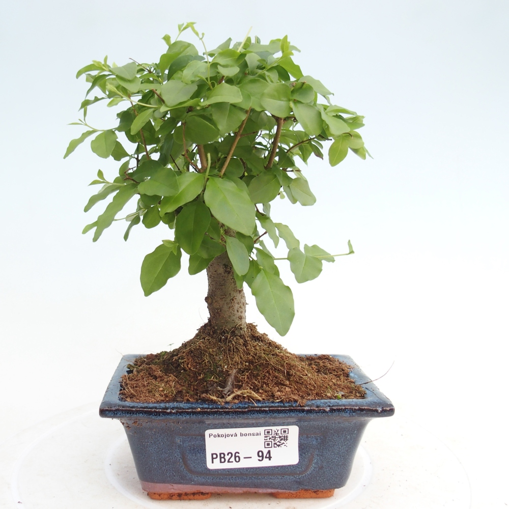 Pokojová bonsai -Ligustrum chinensis - Ptačí zob