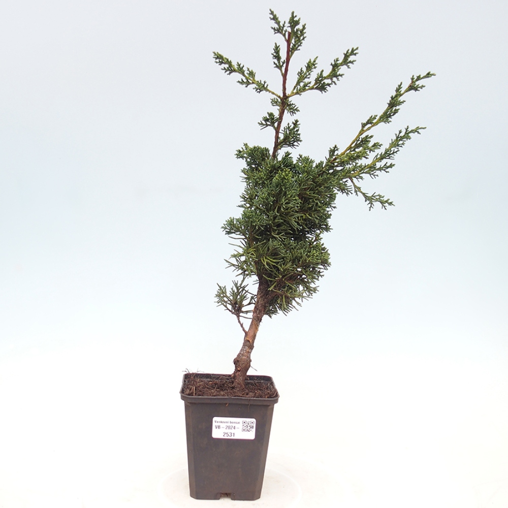 Venkovní bonsai - Juniperus chinensis Kishu -Jalovec čínský