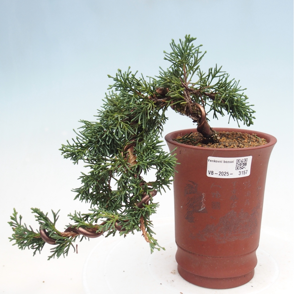 Venkovní bonsai - Juniperus chinensis Kishu -Jalovec čínský