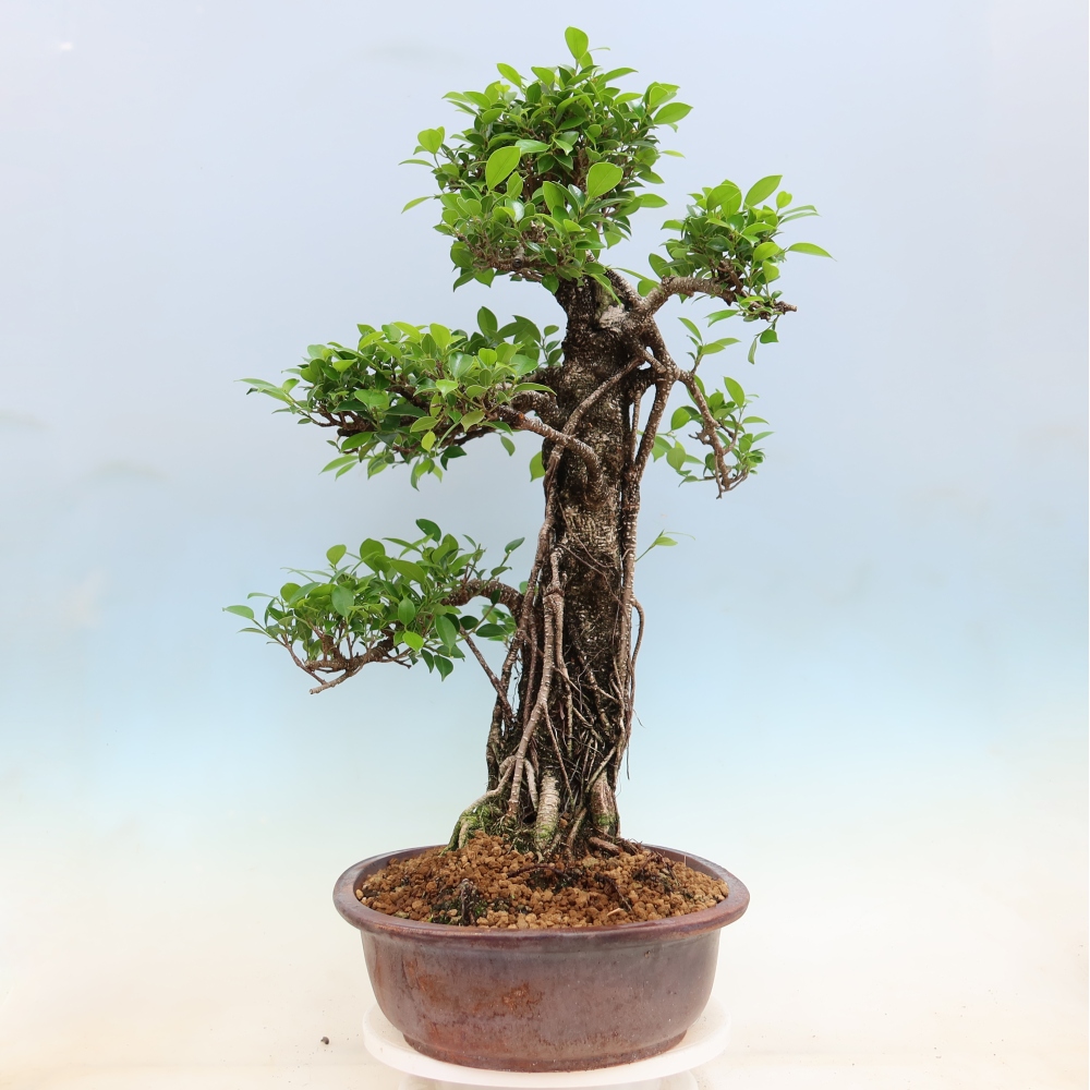 Pokojová bonsai - Ficus kimmen -  malolistý fíkus