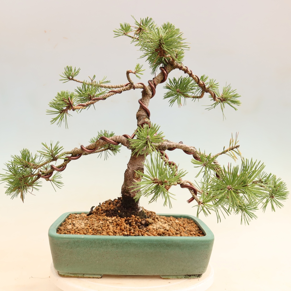 Venkovní bonsai - Pinus mugo Humpy  - Borovice kleč