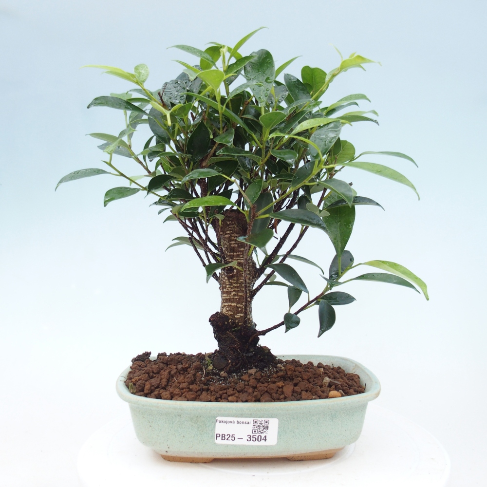 Pokojová bonsai - Ficus retusa -  malolistý fíkus
