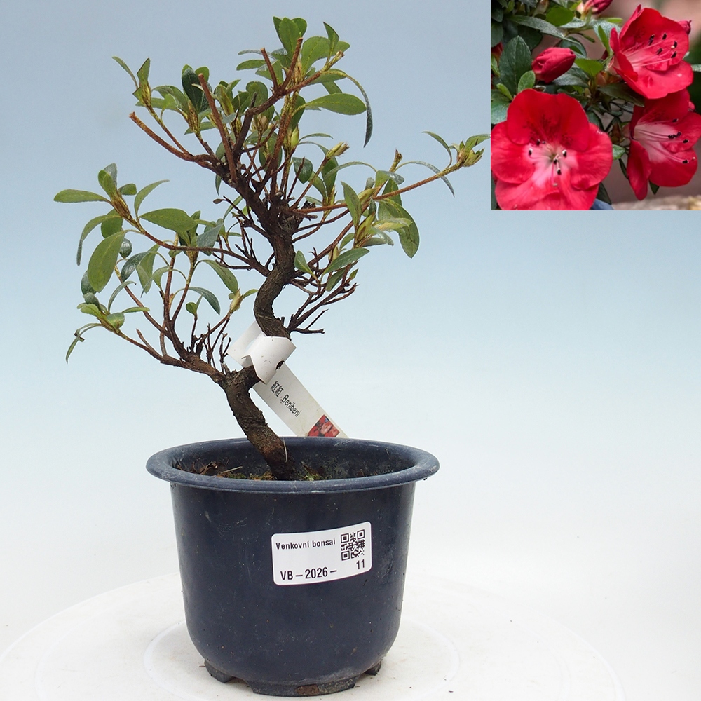 Venkovní bonsai - Japonská azalka - Azalea Benibeni