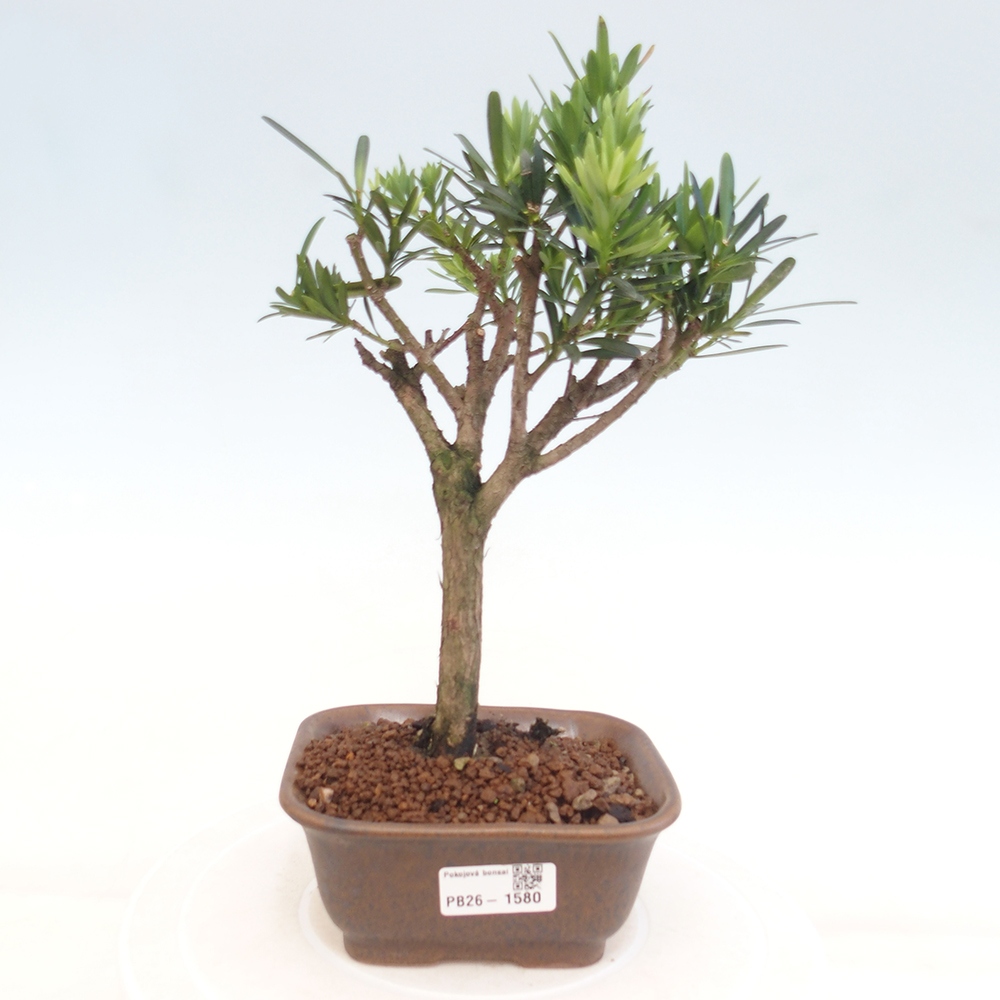 Pokojová bonsai - Podocarpus - Kamenný tis
