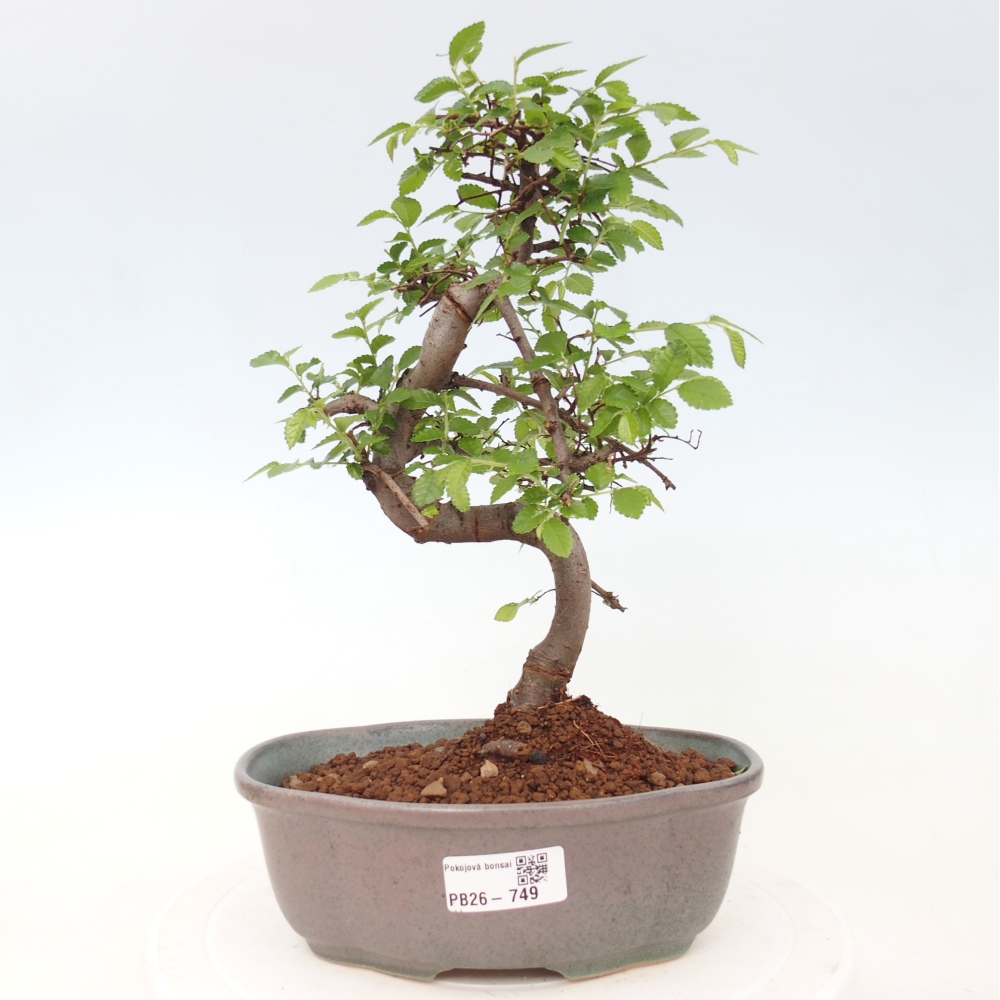 Pokojová bonsai - Ulmus parvifolia - Malolistý jilm