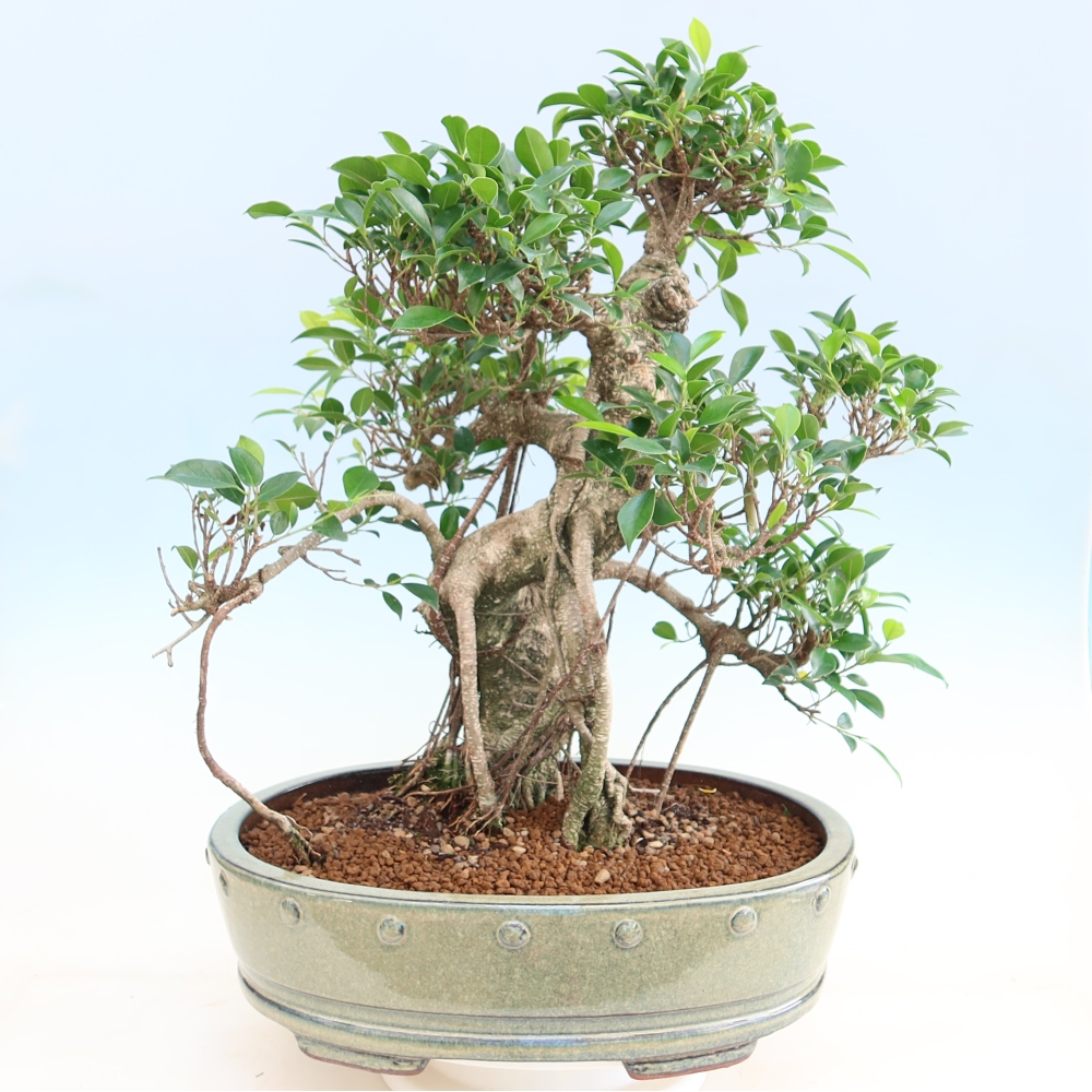 Pokojová bonsai - Ficus kimmen -  malolistý fíkus