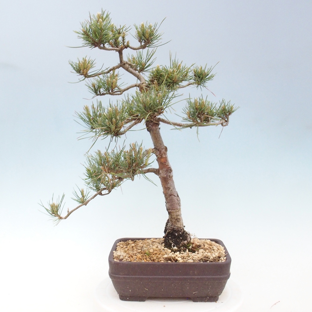 Venkovní bonsai - Pinus Sylvestris Watererri - Borovice lesní