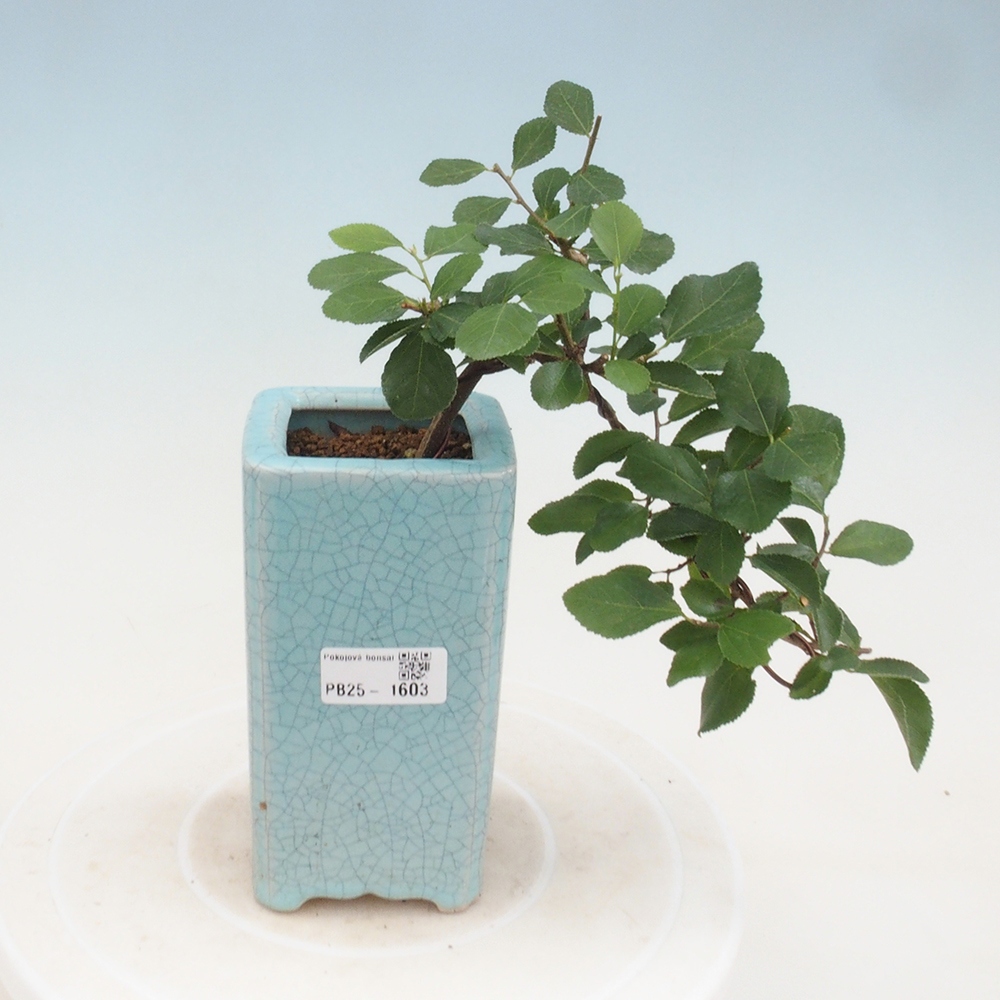 Pokojová bonsai - Grewia occidentalis - Hvězdice levandulová
