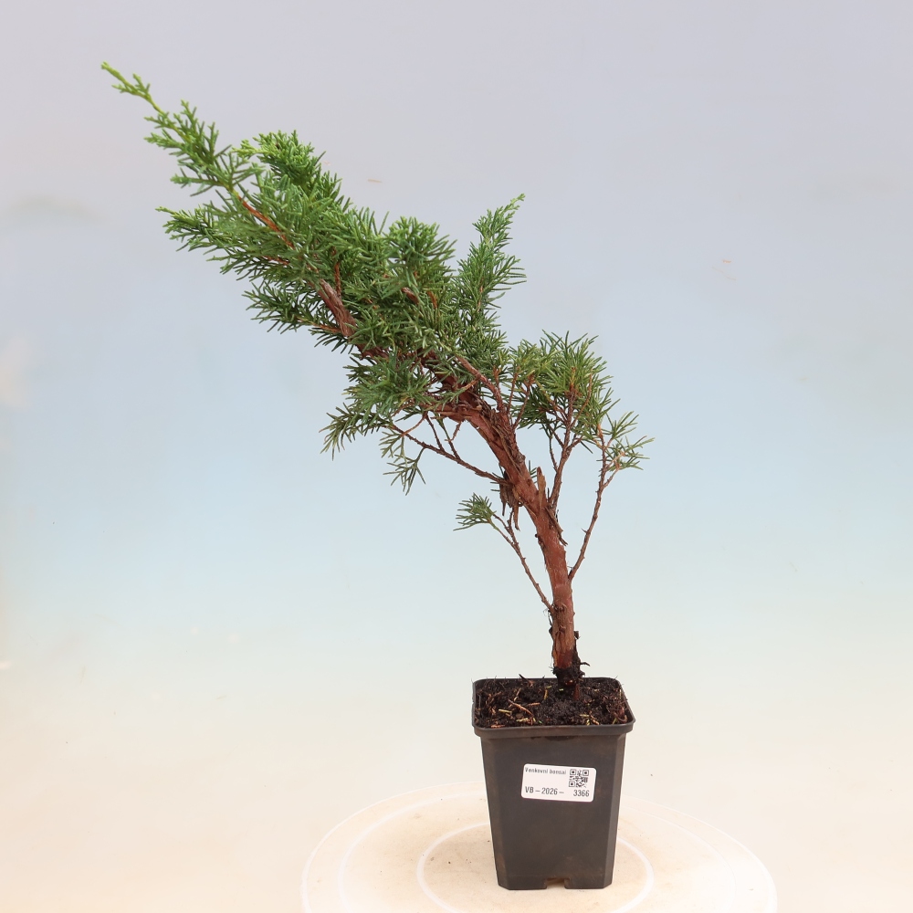Venkovní bonsai - Juniperus chinensis Kishu -Jalovec čínský